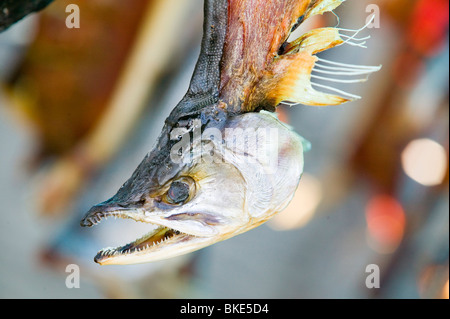 Gefangen von Eskimo Fischer hängen zum Trocknen an Kotzebue Alaska Lachs Stockfoto