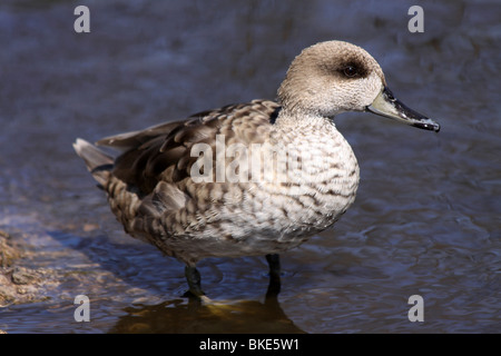 Marbled Teal Marmaronetta Angustirostris stehend im Wasser bei Martin bloße WWT, Lancashire UK Stockfoto