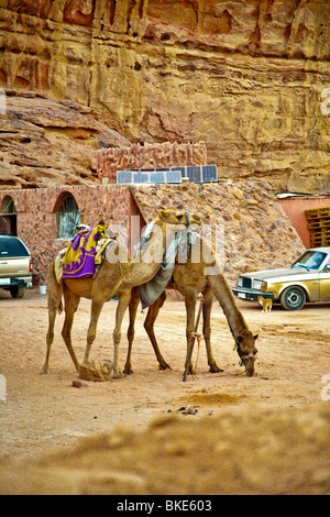 Kamelreiten in der Wüste, Wadi Rum, Jordanien Stockfoto