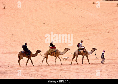 Kamel in der Wüste, Wadi Rum, Jordanien Stockfoto