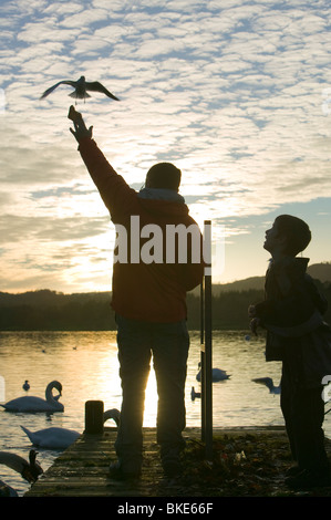 Fütterung der Vögel auf Windermere Lake District UK Stockfoto