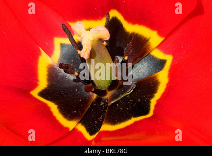 Nahaufnahme von Tulpe Blume Stockfoto