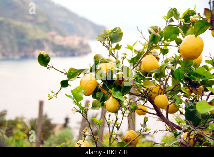 Zitronen auf Zitronenbaum auf dem Weg von der Cinque Terre, Ligurien, Italien Stockfoto