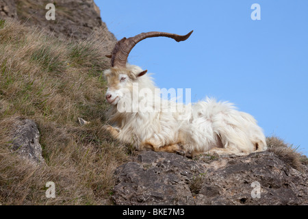 Wilde Kaschmir Ziege Capra Falconeri Cashmiriensis sitzen auf der Great Orme Landzunge in Llandudno Nord-Wales Stockfoto