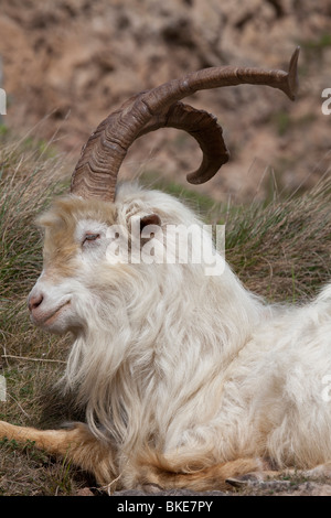 Wilde Kaschmir Ziege Capra Falconeri Cashmiriensis Kopfschuss auf der Great Orme Landzunge in Llandudno Nord-Wales Stockfoto