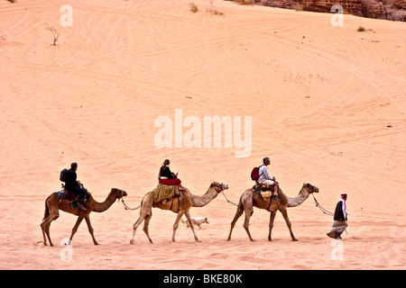 drei Kamele in der Wüste, Wadi Rum, Jordanien Stockfoto