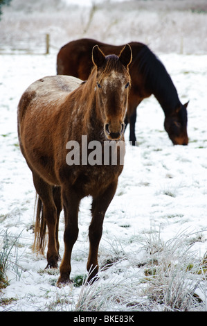 Pferde im Schnee bedeckt Feld in South Lanarkshire, Schottland Stockfoto