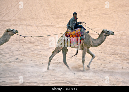 Kamel in der Wüste, Wadi Rum, Jordanien Stockfoto