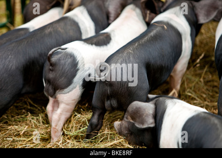 Wessex Sattel zurück Ferkel Stockfoto