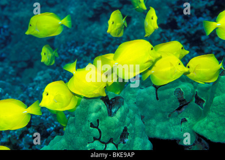 Gelbe Tang, Zebrasoma Flavescens, Hawaii, Pazifischer Ozean Stockfoto