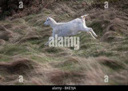 Kashmiri Wildziegen Capra Falconeri Cashmiriensis laufen auf der Great Orme Landzunge in Llandudno Nord-Wales Stockfoto