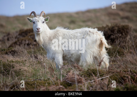 Kashmiri Wildziegen Capra Falconeri Cashmiriensis roaming der Great Orme Landzunge in Llandudno Nord-Wales Stockfoto