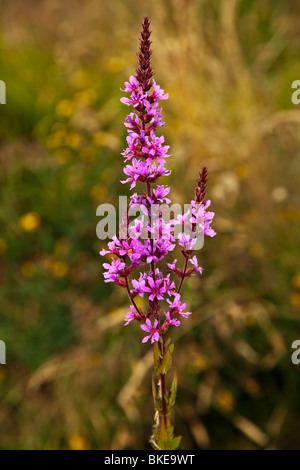 Blutweiderich Wiese und Wildblumen Stockfoto