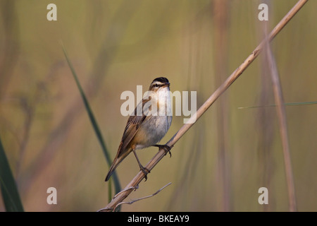 Schilfrohrsänger, Rohrsänger, Segge, Grasmücke, Acrocephalus Schoenobaenus, Stockfoto