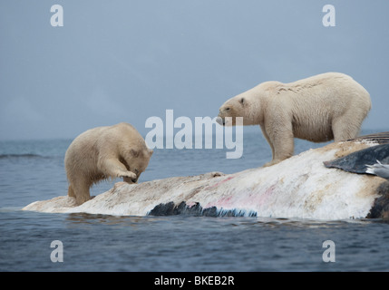 Norwegen, Svalbard, Spitzbergen Insel Eisbären (Ursus Maritimus) bei der Fütterung auf Kadaver toter Finnwal zu kämpfen Stockfoto