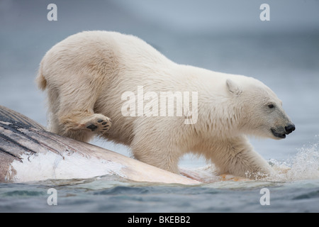 Norwegen, Svalbard, Spitzbergen Insel, Eisbär (Ursus Maritimus) laufen ins Meer bei der Fütterung auf Fin Walkadaver Stockfoto