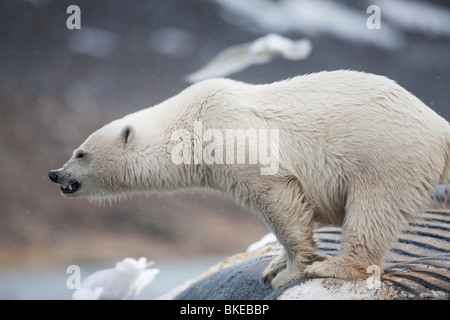 Norwegen, Svalbard, Spitzbergen Insel, Eisbär (Ursus Maritimus) ernähren sich von Toten Finnwal am Sallyhammna Hafen Stockfoto