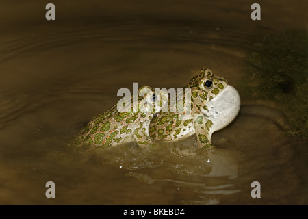 Wechselkröte, Frosch, Kröte, europäische, grün, Kröte, Bufo, Viridis Stockfoto