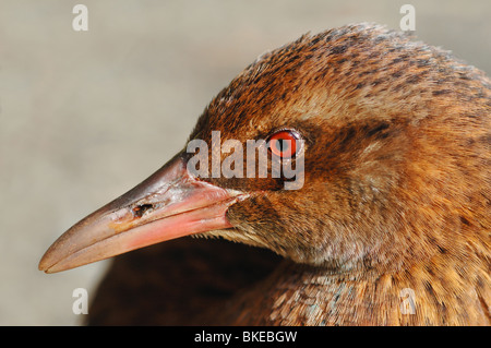 WEKA (Gallirallus Australis) in den heimischen Wald Ulva Island, in der Nähe von Stewart Island, Neuseeland. Juli 2006. Stockfoto