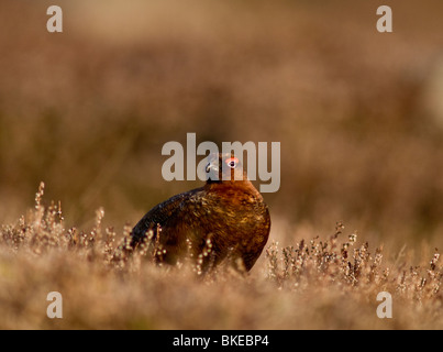 Moorschneehühner Männchen im Frühjahr vor der Brutzeit.  SCO 6178 Stockfoto