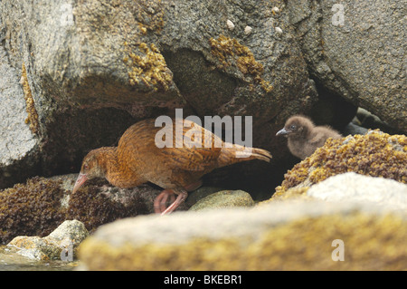 Erwachsenen und Küken Weka (Gallirallus Australis) auf Ulva Island, in der Nähe von Stewart Island, Neuseeland. Januar 2007. Stockfoto