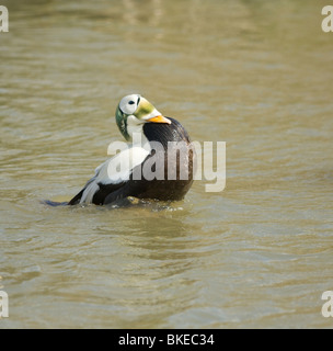 Brillentragende Eiderente Somateria Fischeri in Gefangenschaft Stockfoto