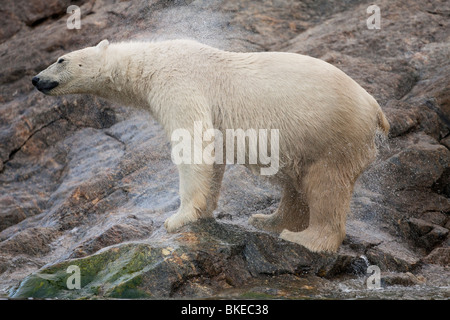 Norwegen, Svalbard, Spitzbergen Insel, Eisbär (Ursus Maritimus) schüttelt Wasser nach Austritt aus dem Meer auf felsigen Küste Stockfoto