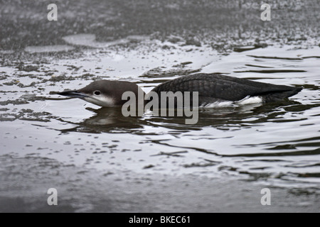 Prachttaucher, Throated Taucher, Tauchen, Gavia, Arctica, Black-throated, Loon Stockfoto