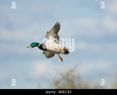 Stockente im Flug Anas platyrhynchos Stockfoto