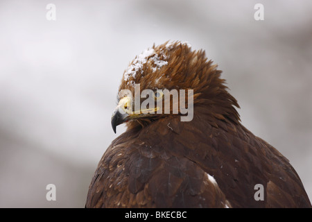 Schreiadler Aquila Pomarina Lesser Spotted Eagle Stockfoto