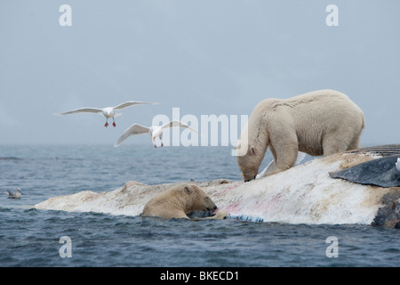 Norwegen, Svalbard, Spitzbergen Insel Eisbären (Ursus Maritimus) bei der Fütterung auf Kadaver toter Finnwal zu kämpfen Stockfoto