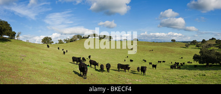 Herde von Black Angus Kühe und Kälber auf grüne Weide, Land in Santa Barbara, California Stockfoto