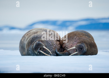 Norwegen, Spitzbergen, Nordaustlandet, zwei Walross (Odobenus Rosmarus) schlafen auf dem Meereis in der Nähe von Lagøya Insel Stockfoto