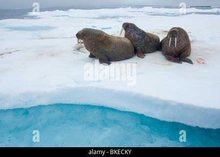 Norwegen, Spitzbergen, Nordaustlandet, drei Walross (Odobenus Rosmarus) ruht auf dem Meereis in der Nähe von Wahlberg Insel Stockfoto