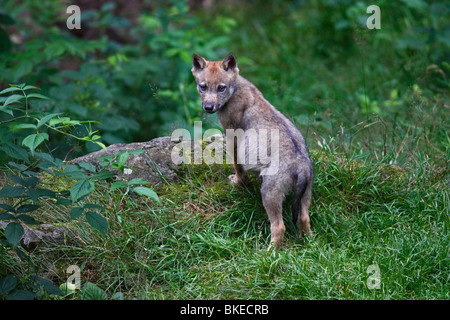 Wolf, Canis, Lupus, Jung, Welpe, jungtier Stockfoto