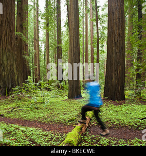 Person Wanderungen auf Waldweg, Humboldt Redwoods State Park, California Stockfoto