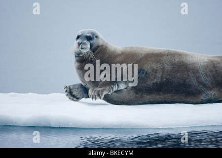 Norwegen, Spitzbergen, bärtigen Siegel auf Meereis entlang der Küste von Nordauslandet in Sabinebukta Bay Stockfoto