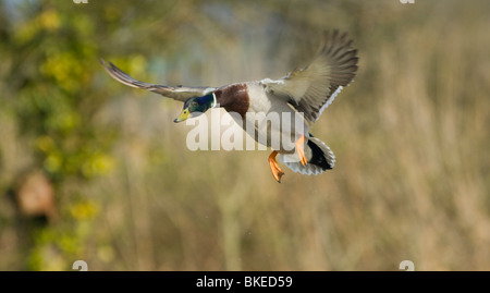 Stockente im Flug Anas platyrhynchos Stockfoto