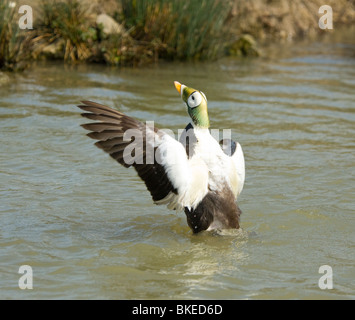 Brillentragende Eiderente Somateria Fischeri in Gefangenschaft Stockfoto