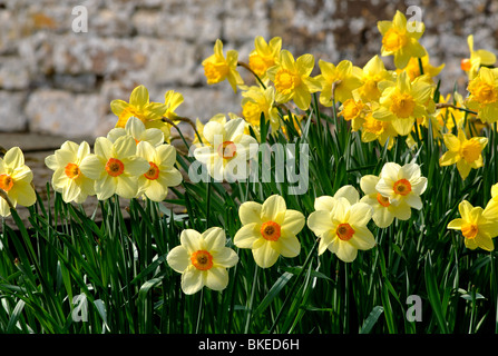 Narzissen in einem Kirchhof, UK Stockfoto