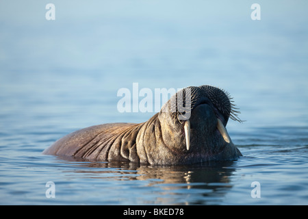 Norwegen, Spitzbergen, Walross (Odobenus Rosmarus) sonnen sich in Untiefen an Poole Punkt auf Prins Karls Forland an sonnigen Sommermorgen Stockfoto