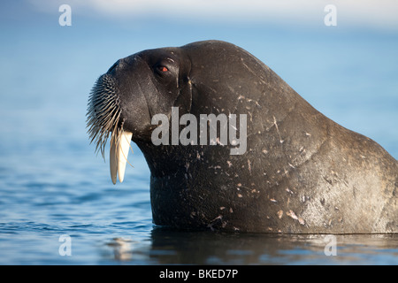 Norwegen, Spitzbergen, Walross (Odobenus Rosmarus) waten im seichten Poole Zeitpunkt auf Prins Karls Forland an sonnigen Sommermorgen Stockfoto