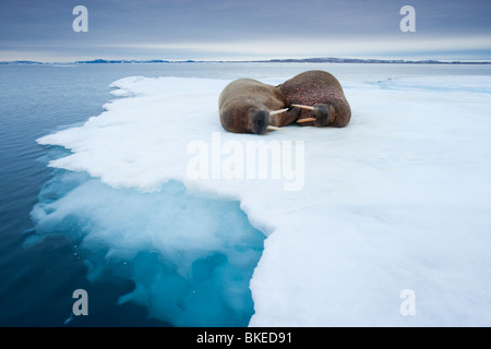 Norwegen, Spitzbergen, Nordaustlandet, zwei Walross (Odobenus Rosmarus) schlafen auf dem Meereis in der Nähe von Lagøya Insel Stockfoto