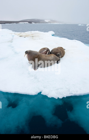 Norwegen, Spitzbergen, Nordaustlandet, drei Walross (Odobenus Rosmarus) ruht auf dem Meereis in der Nähe von Wahlberg Insel Stockfoto