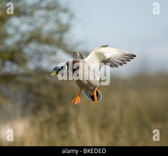 Stockente im Flug Anas platyrhynchos Stockfoto