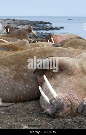 Norwegen, Spitzbergen, Nordaustlandet, Walross (Odobenus Rosmarus) holte und ruht auf Kiesstrand auf Lagøya Insel Stockfoto