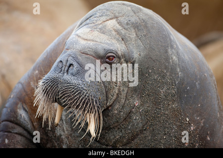 Norwegen, Spitzbergen, Nordaustlandet, Walross (Odobenus Rosmarus) am Kiesstrand auf Lagøya Insel Stockfoto