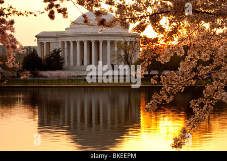 Blühende Kirschbäume und das Jefferson Memorial in der Morgendämmerung, Washington, DC, USA Stockfoto