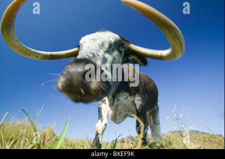 Die alte Rinderrasse englische Long Horn für die Wiederherstellung von Lebensräumen, der Leuchtturm zurück zu Heide Loughborough drehen verwendet wird, Stockfoto