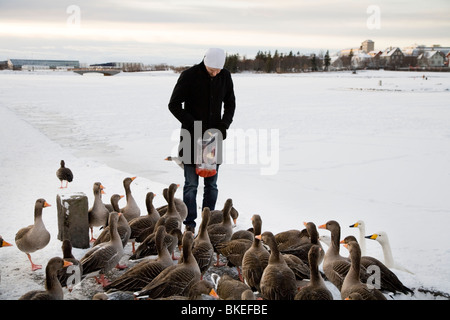 Mann, die Fütterung der Vögel etwas Brot am Tjörnin-Sees. Die Innenstadt von Reykjavik Island Stockfoto